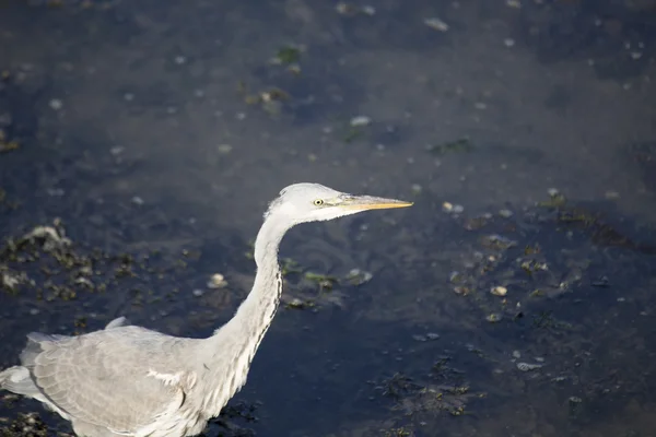 Héron gris (Ardea cinerea)) — Photo