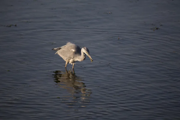 Garza gris (Ardea cinerea) — Foto de Stock