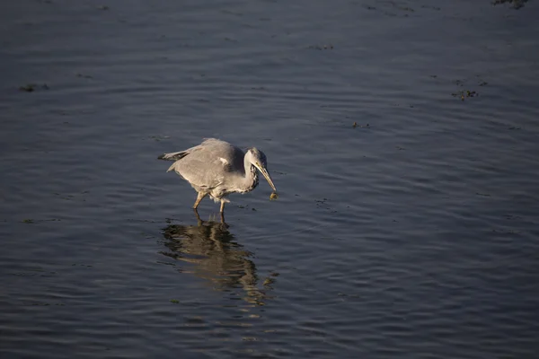 Gri Heron (Ardea cinerea) — Stok fotoğraf