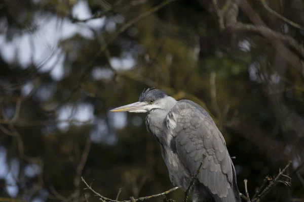 灰鲱鱼(Ardea cinerea)) — 图库照片