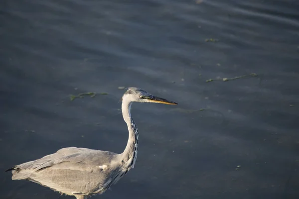 Héron gris (Ardea cinerea)) — Photo