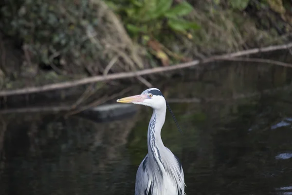 Héron gris (Ardea cinerea)) — Photo