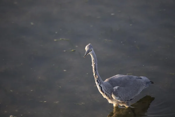 Héron gris (Ardea cinerea)) — Photo