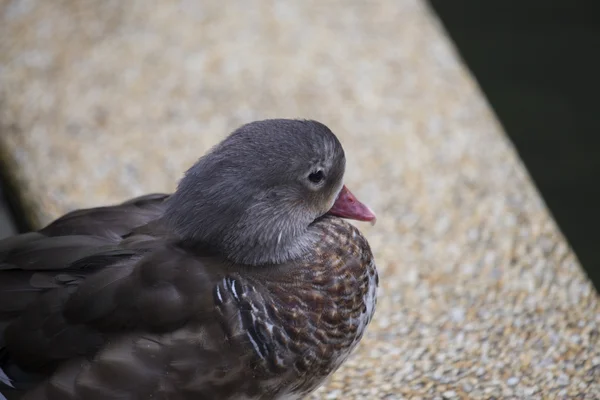 Mandarínská kachna (Aix galericulata) — Stock fotografie