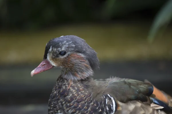 Pato mandarín (Aix galericulata) — Foto de Stock