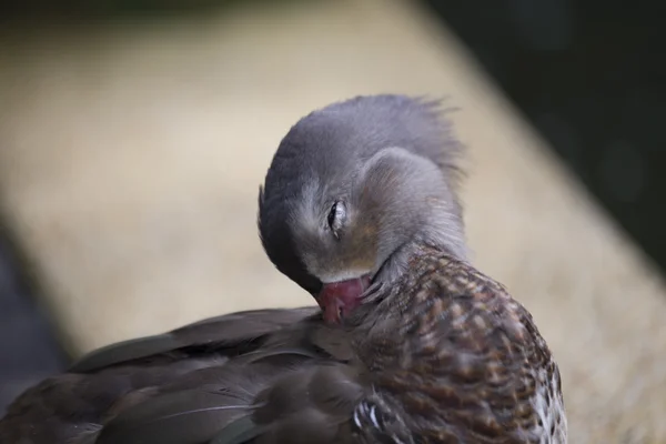 Pato mandarín (Aix galericulata) — Foto de Stock