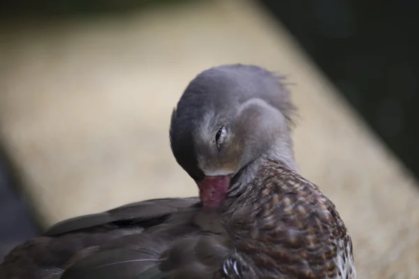 Pato mandarín (Aix galericulata) — Foto de Stock