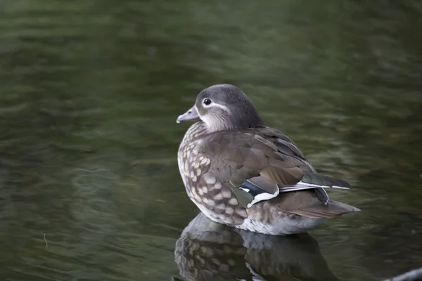 Mandarin Duck (Aix galericulata) — Stock Photo, Image