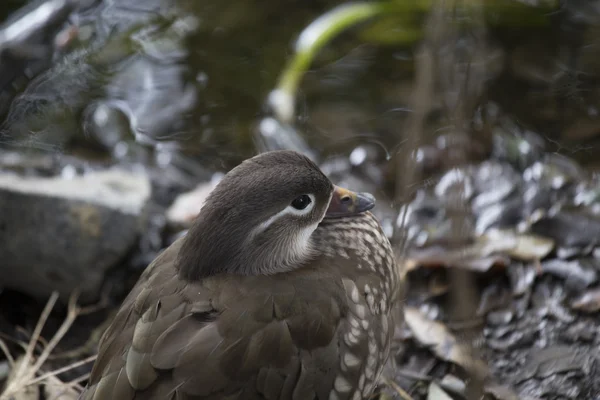 Mandarinenente (Aix galericulata)) — Stockfoto