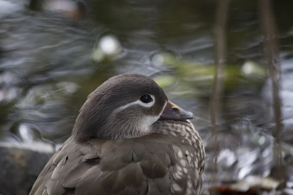 Pato mandarim (Aix galericulata) — Fotografia de Stock