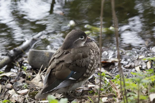 Pato mandarín (Aix galericulata) — Foto de Stock