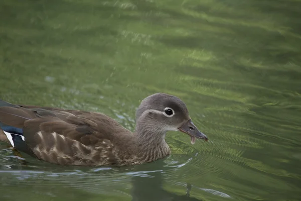 Pato mandarín (Aix galericulata) — Foto de Stock