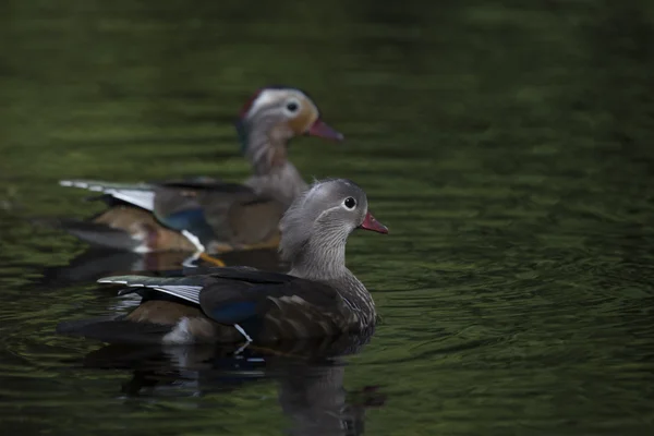 Pato mandarim (Aix galericulata) — Fotografia de Stock