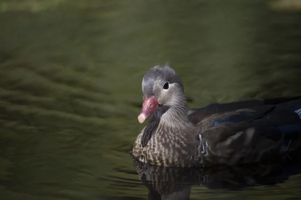 北京ダック(Aix galericulata)) — ストック写真