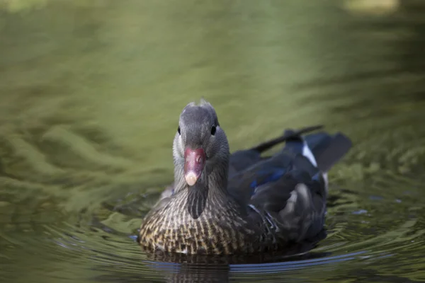 Mandarin ördeği (Aix galericulata) — Stok fotoğraf