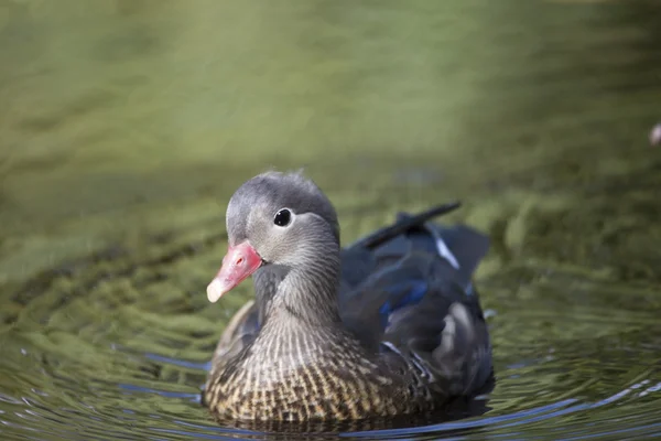 Pato mandarín (Aix galericulata) — Foto de Stock