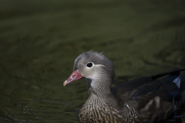 Pato mandarim (Aix galericulata) — Fotografia de Stock