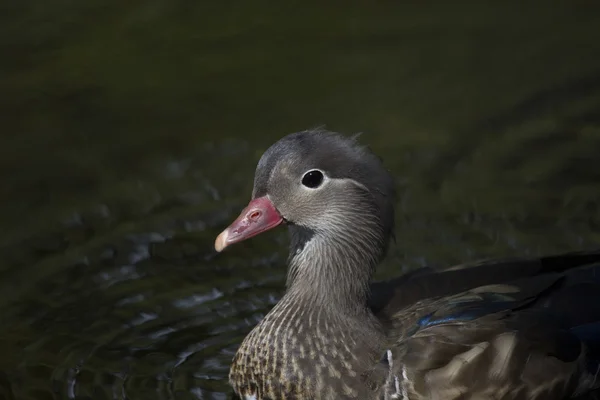 Pato mandarim (Aix galericulata) — Fotografia de Stock