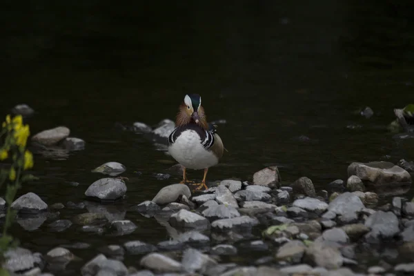 Mandarin ördeği (Aix galericulata) — Stok fotoğraf