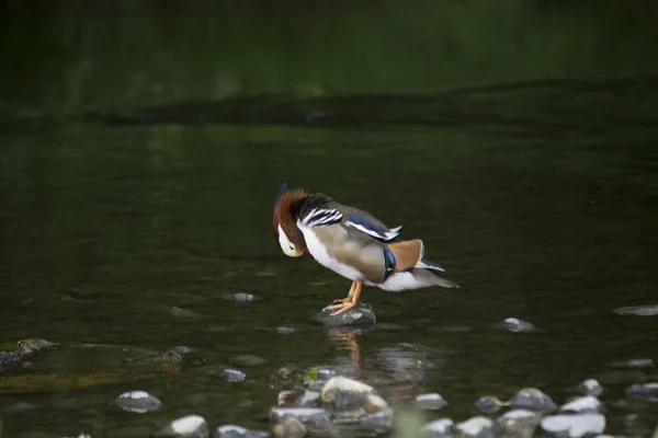 Мандаринская утка (Aix galericulata) — стоковое фото