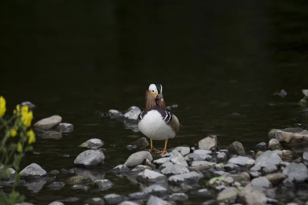 Mandarin Duck (Aix galericulata) — Stock Photo, Image