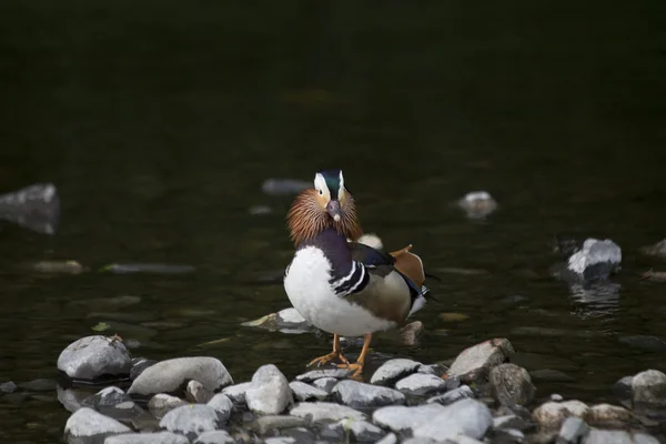 Mandarin Duck (Aix galericulata) — Stock Photo, Image