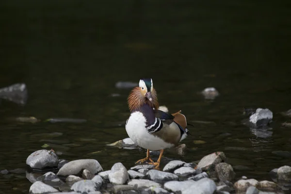 Mandarin Duck (Aix galericulata) — Stock Photo, Image