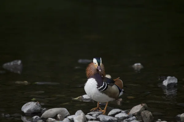 Mandarin Duck (Aix galericulata) — Stock Photo, Image