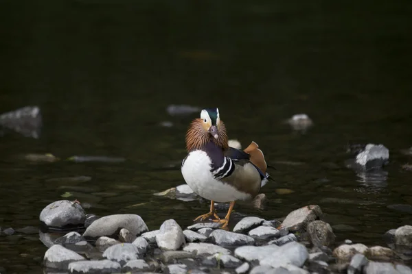 Mandarin Duck (Aix galericulata) — Stock Photo, Image