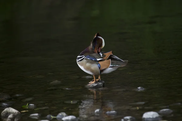 Мандаринская утка (Aix galericulata) — стоковое фото