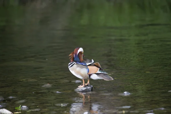 Mandarin Duck (Aix galericulata) — Stock Photo, Image