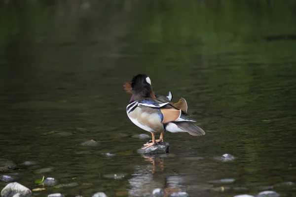 北京ダック(Aix galericulata)) — ストック写真