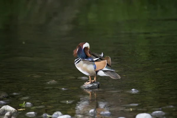 Mandarin Duck (Aix galericulata) — Stock Photo, Image