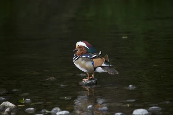 Mandarin Duck (Aix galericulata) — Stock Photo, Image