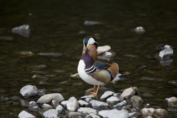 Mandarin Duck (Aix galericulata) — Stock Photo, Image