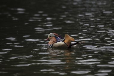 Mandarin ördeği (Aix galericulata)