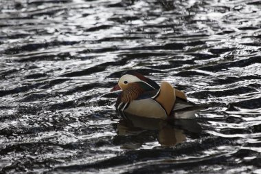 Mandarin ördeği (Aix galericulata)
