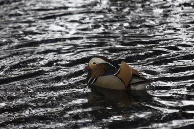 Mandarin ördeği (Aix galericulata)
