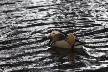 Mandarin ördeği (Aix galericulata)