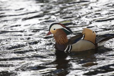 Mandarin ördeği (Aix galericulata)