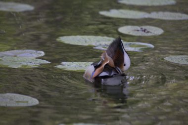 Mandarin ördeği (Aix galericulata)