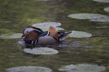 Mandarin ördeği (Aix galericulata)