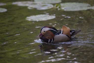 Mandarin ördeği (Aix galericulata)