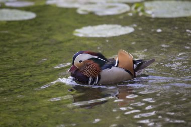 Mandarin ördeği (Aix galericulata)