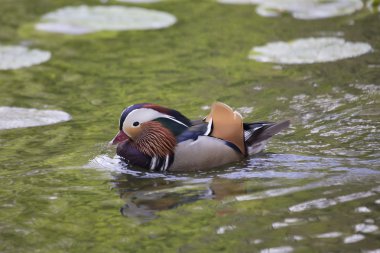 Mandarin ördeği (Aix galericulata)