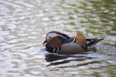 Mandarin ördeği (Aix galericulata)