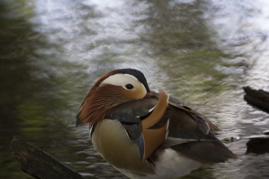 Mandarin ördeği (Aix galericulata)