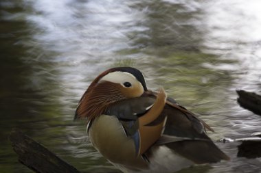 Mandarin ördeği (Aix galericulata)