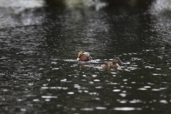 Mandarin ördeği (Aix galericulata) — Stok fotoğraf