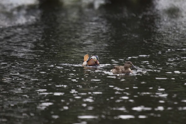 Mandarin Duck (Aix galericulata) — Stock Photo, Image